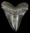 Serrated, Fossil Megalodon Tooth - Georgia #60908-1